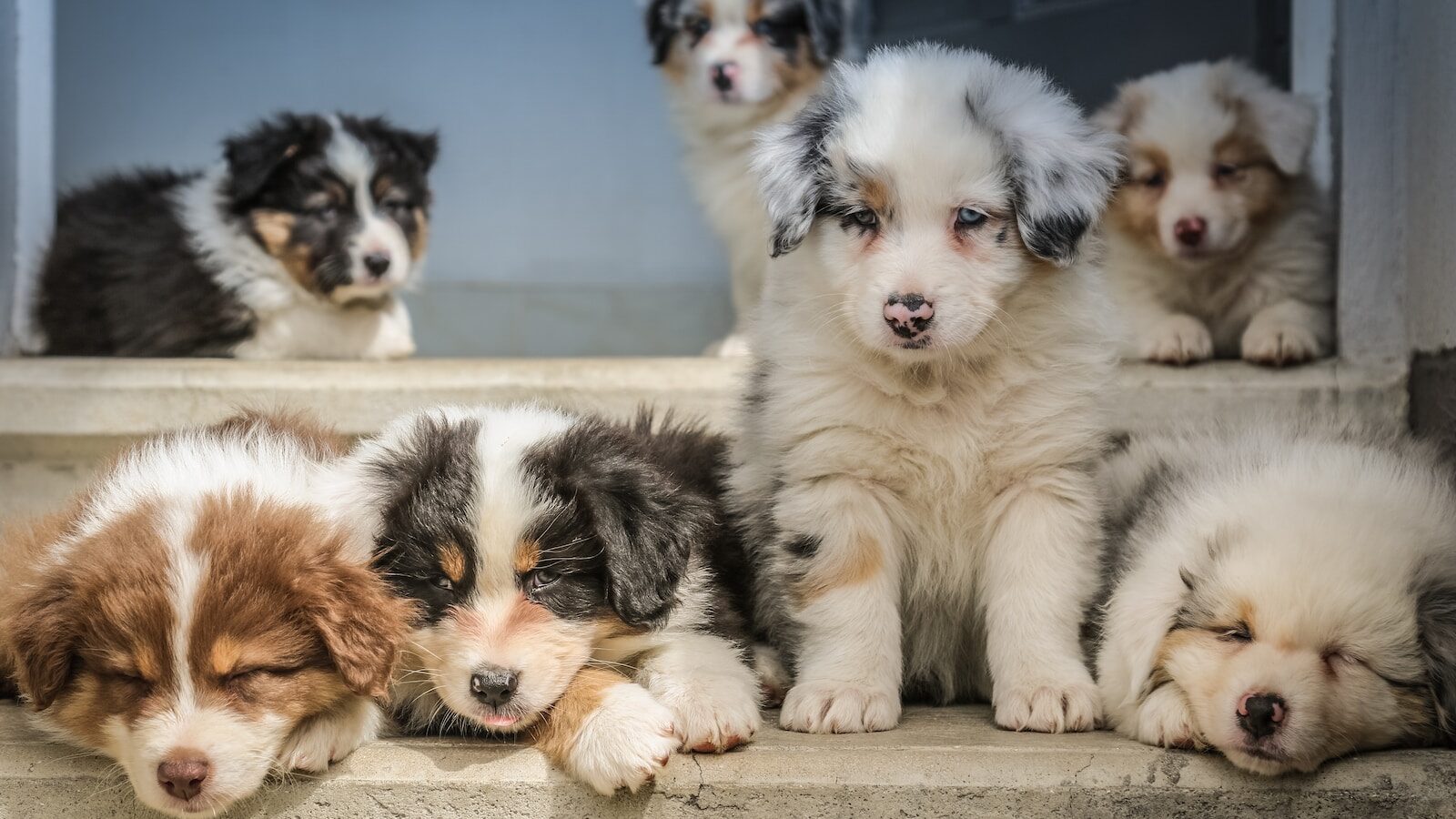 four assorted-color puppies on window